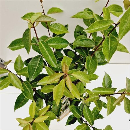 Elaeagnus ebbingei 40-60 cm cont. 3,0L - afbeelding 2