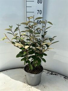 Elaeagnus ebbingei 40-60 cm cont. 3,0L - afbeelding 3