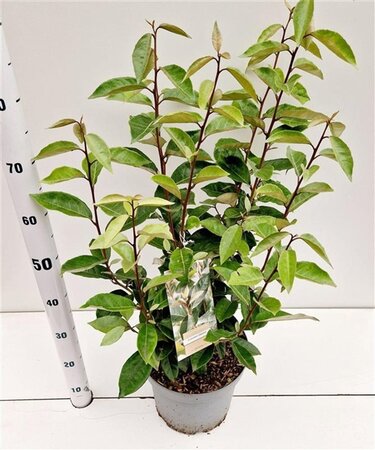 Elaeagnus ebbingei 40-60 cm cont. 3,0L - afbeelding 3