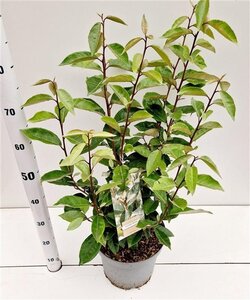 Elaeagnus ebbingei 40-60 cm cont. 3,0L - afbeelding 3