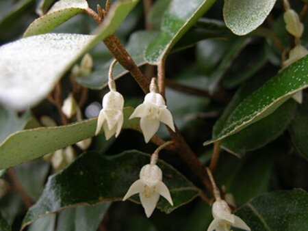 Elaeagnus ebbingei 40-60 cm cont. 3,0L - afbeelding 4