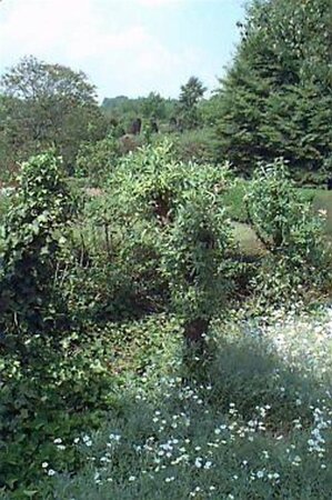 Elaeagnus ebbingei 40-60 cm cont. 3,0L - afbeelding 5