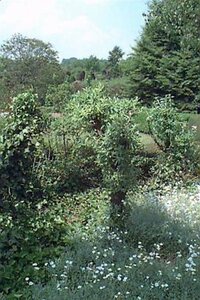 Elaeagnus ebbingei 40-60 cm cont. 3,0L - afbeelding 5