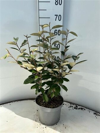 Elaeagnus ebbingei 40-60 cm cont. 3,0L - afbeelding 1