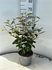 Elaeagnus ebbingei 40-60 cm cont. 3,0L