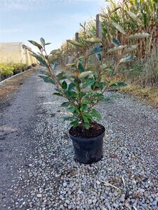 Elaeagnus ebbingei 40-60 cm cont. 3,0L - afbeelding 5