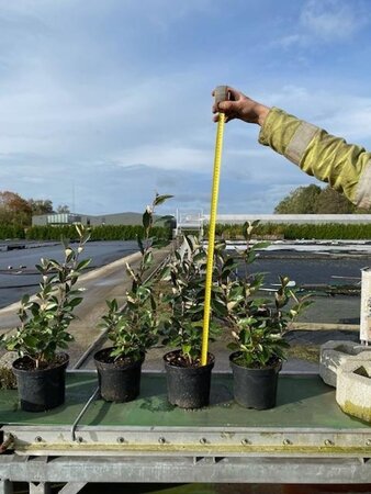 Elaeagnus ebbingei 40-60 cm cont. 3,0L - afbeelding 6