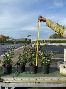 Elaeagnus ebbingei 40-60 cm cont. 3,0L - afbeelding 6