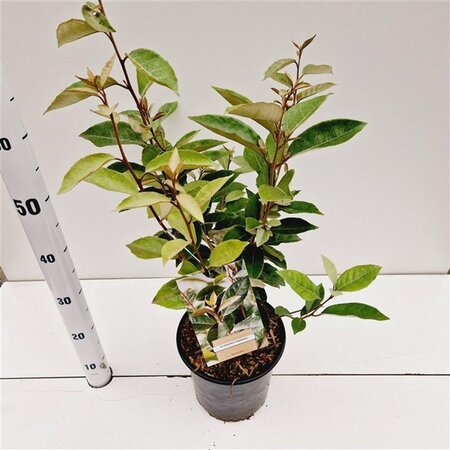 Elaeagnus ebbingei 50-60 cm cont. 4,0L - afbeelding 2