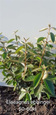 Elaeagnus ebbingei 50-60 cm met kluit