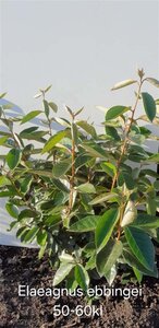 Elaeagnus ebbingei 50-60 cm met kluit