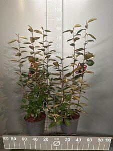 Elaeagnus ebbingei 60-80 cm cont. 4,0L