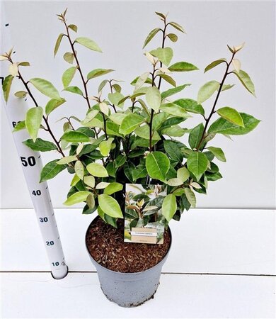 Elaeagnus ebbingei 60-80 cm cont. 7,5L - afbeelding 4