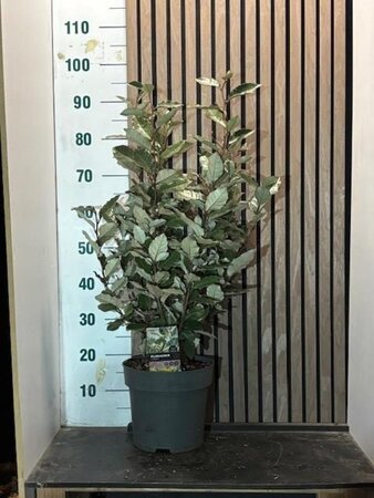 Elaeagnus ebbingei 60-80 cm cont. 7,5L - afbeelding 1