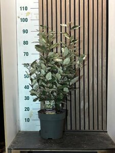 Elaeagnus ebbingei 60-80 cm cont. 7,5L - afbeelding 1