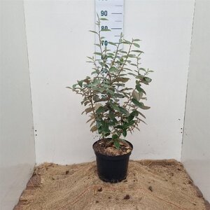 Elaeagnus ebbingei 60-80 cm cont. 7,5L - afbeelding 2