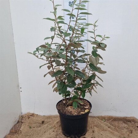 Elaeagnus ebbingei 60-80 cm cont. 7,5L - afbeelding 3