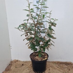 Elaeagnus ebbingei 60-80 cm cont. 7,5L - afbeelding 3