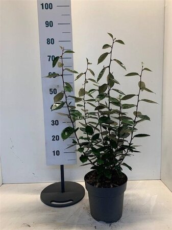 Elaeagnus ebbingei 60-80 cm cont. 7,5L - afbeelding 3