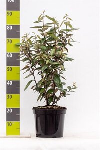Elaeagnus ebbingei 60-80 cm cont. 7,5L - afbeelding 6