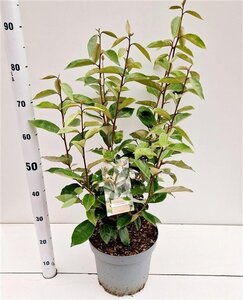 Elaeagnus ebbingei 60-80 cm cont. 7,5L - afbeelding 5