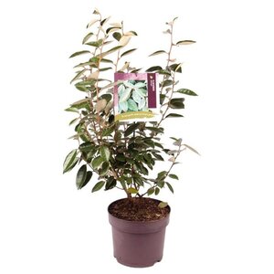 Elaeagnus ebbingei 60-80 cm cont. 7,5L