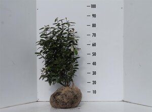Elaeagnus ebbingei 60-80 cm met kluit - afbeelding 6