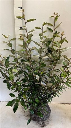 Elaeagnus ebbingei 60-80 cm met kluit - afbeelding 4