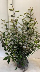 Elaeagnus ebbingei 60-80 cm met kluit - afbeelding 4