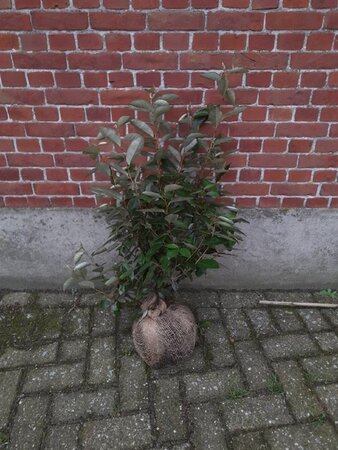 Elaeagnus ebbingei 60-80 cm met kluit - afbeelding 5