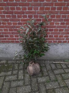 Elaeagnus ebbingei 60-80 cm met kluit - afbeelding 5