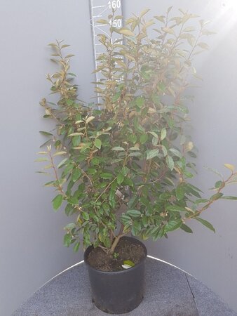 Elaeagnus ebbingei 80-100 cm cont. 10L - afbeelding 2