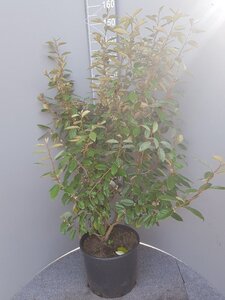 Elaeagnus ebbingei 80-100 cm cont. 10L - afbeelding 2