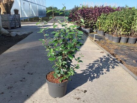Elaeagnus ebbingei 80-100 cm cont. 10L - afbeelding 4