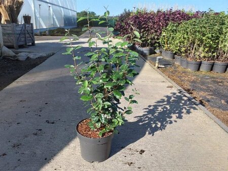 Elaeagnus ebbingei 80-100 cm cont. 10L - afbeelding 1