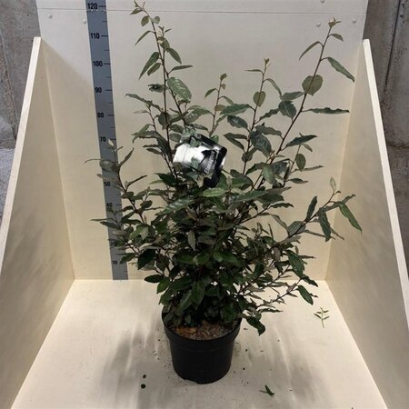 Elaeagnus ebbingei 80-100 cm cont. 10L - afbeelding 5
