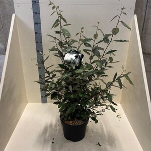 Elaeagnus ebbingei 80-100 cm cont. 10L - afbeelding 5