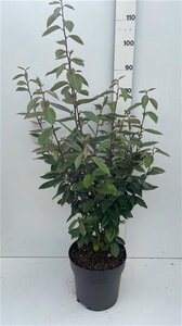 Elaeagnus ebbingei 80-100 cm cont. 10L - afbeelding 6