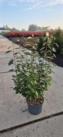 Elaeagnus ebbingei 80-100 cm cont. 10L - afbeelding 2