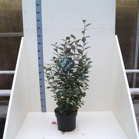 Elaeagnus ebbingei 80-100 cm cont. 10L - afbeelding 5