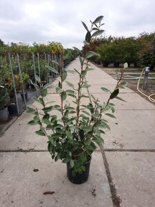 Elaeagnus ebbingei 80-100 cm cont. 10L - afbeelding 4