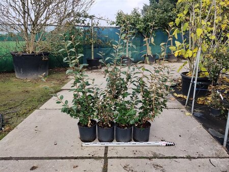 Elaeagnus ebbingei 80-100 cm cont. 10L - afbeelding 5
