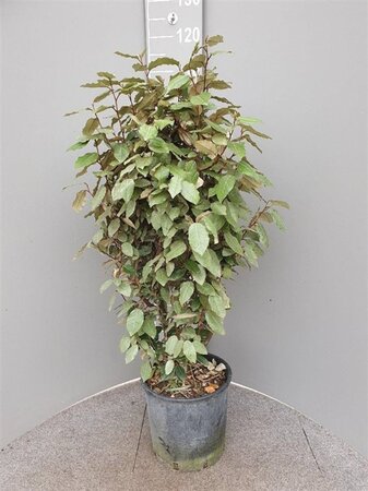Elaeagnus ebbingei 80-100 cm cont. 10L - afbeelding 3