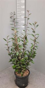 Elaeagnus ebbingei 80-100 cm cont. 10L - afbeelding 6