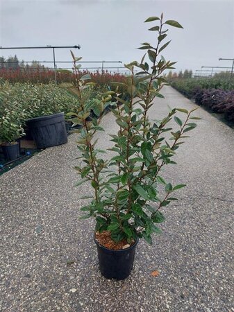 Elaeagnus ebbingei 80-100 cm cont. 9L - afbeelding 3