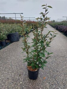 Elaeagnus ebbingei 80-100 cm cont. 9L - afbeelding 3