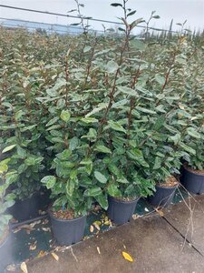 Elaeagnus ebbingei 80-100 cm cont. 9L - afbeelding 4