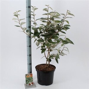Elaeagnus ebbingei 80-100 cm met kluit - afbeelding 11