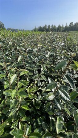 Elaeagnus ebbingei 80-100 cm met kluit - afbeelding 2