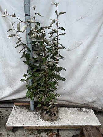Elaeagnus ebbingei 80-100 cm met kluit - afbeelding 7